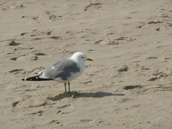 Möwe im Sand